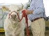 National Ploughing Championship Athy Co. Kildare Mon  5-9-2011.